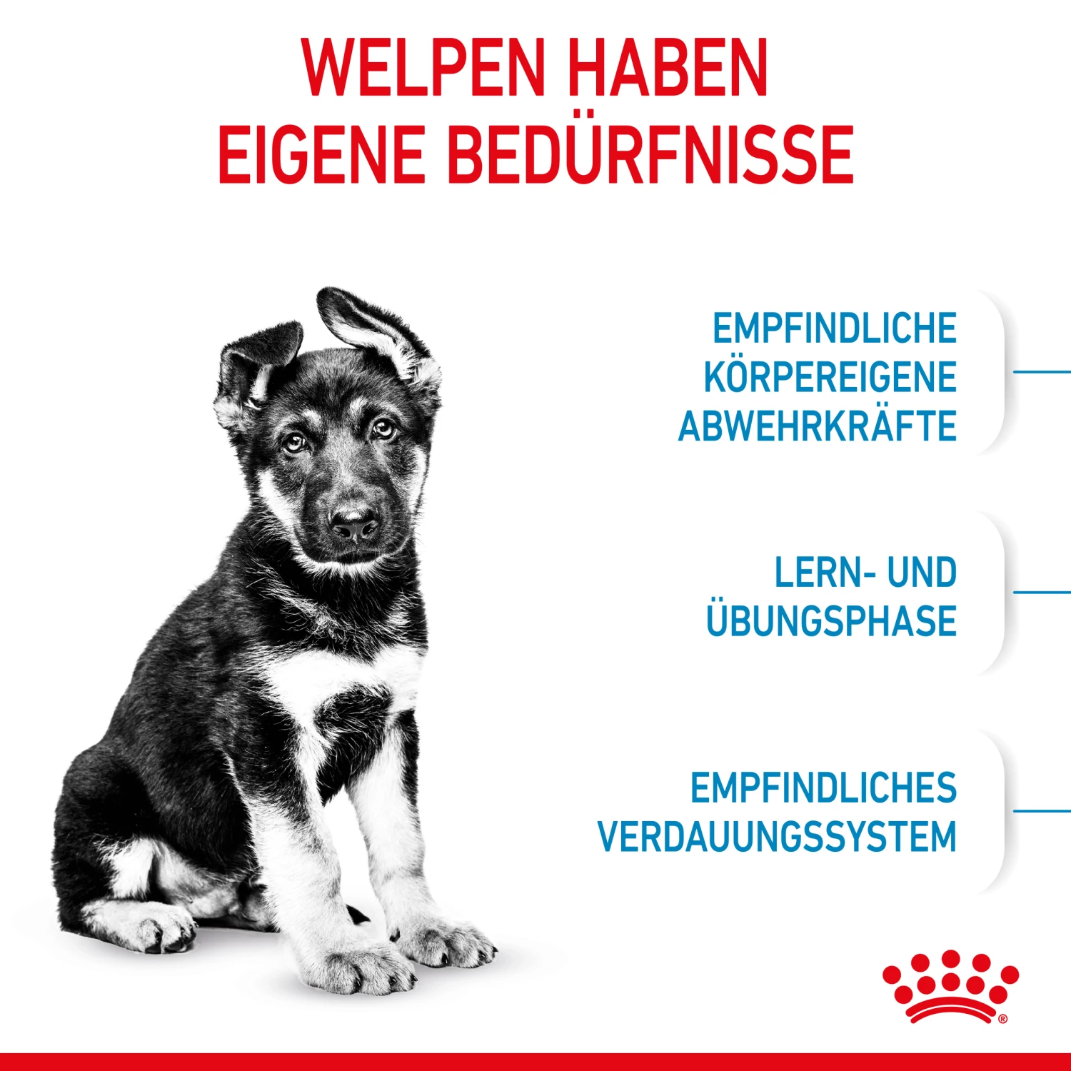Royal Canin Maxi Puppy Trockenfutter Hund 5 Royal Canin Maxi Puppy Trockenfutter Hund – Bild 3
