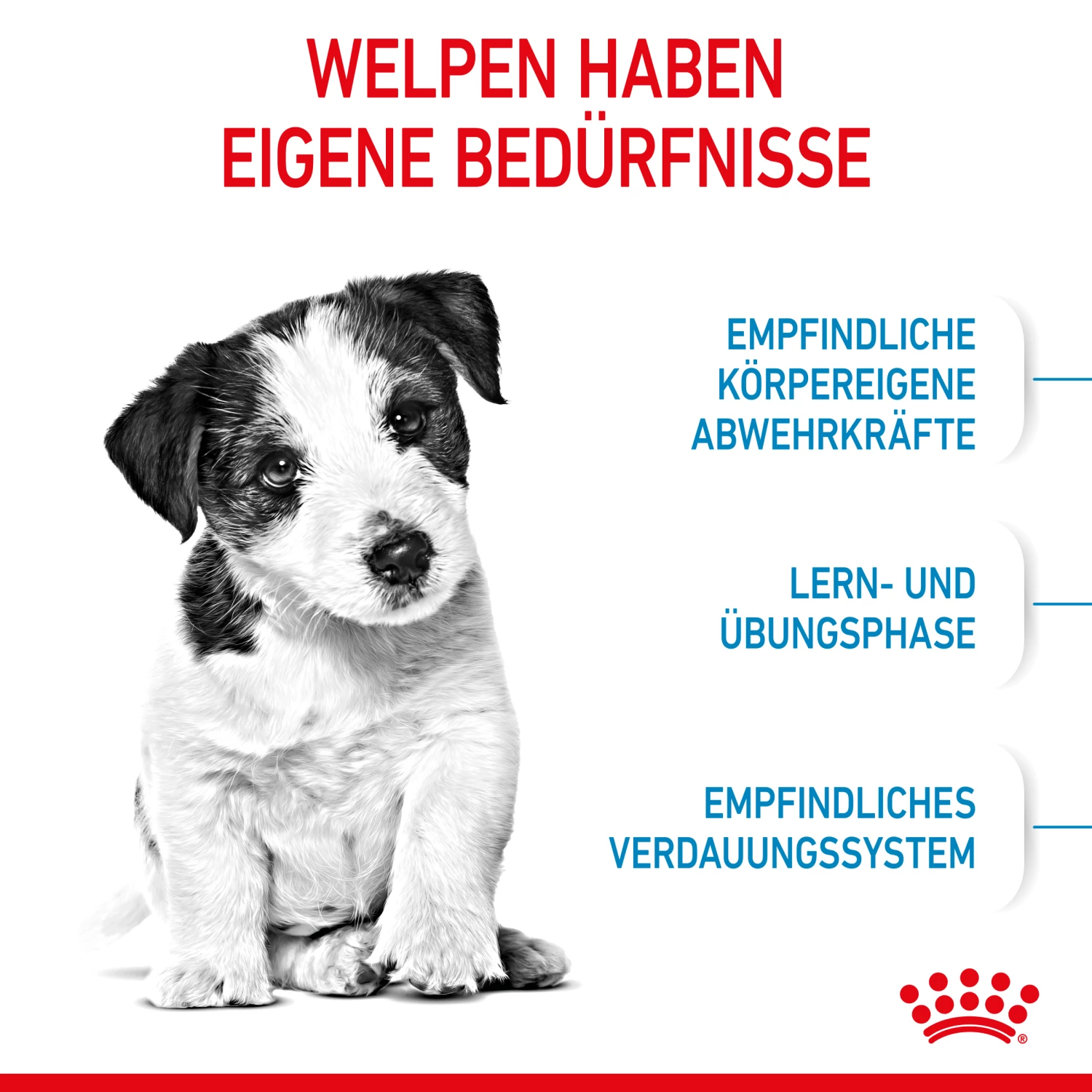 Royal Canin Mini Puppy Trockenfutter Für Welpen Kleiner Hunderassen 4 Royal Canin Mini Puppy Trockenfutter Für Welpen Kleiner Hunderassen – Bild 2