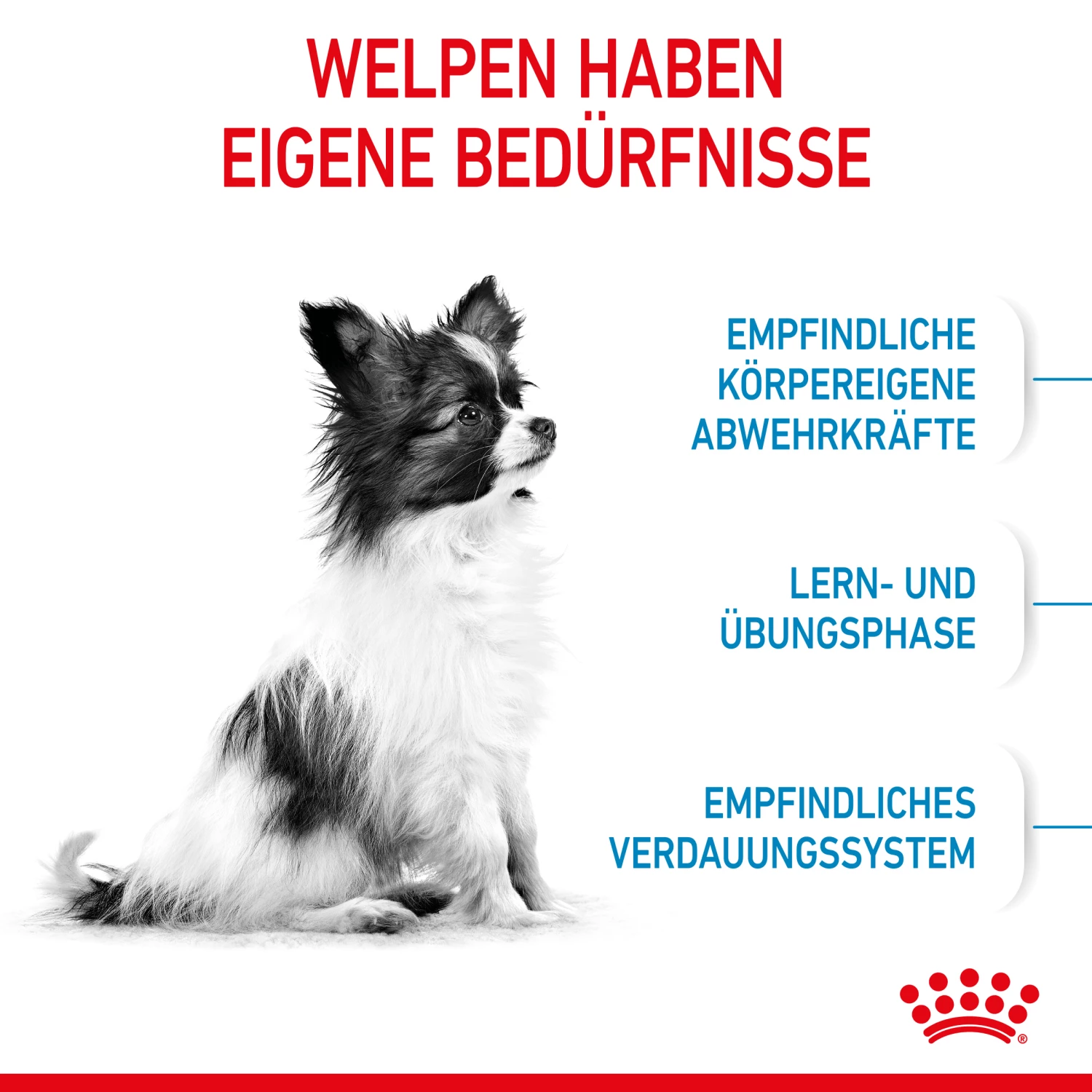 Royal Canin X-Small Puppy Trockenfutter Für Welpen Sehr Kleiner Hunderassen 4 Royal Canin X-Small Puppy Trockenfutter Für Welpen Sehr Kleiner Hunderassen – Bild 2