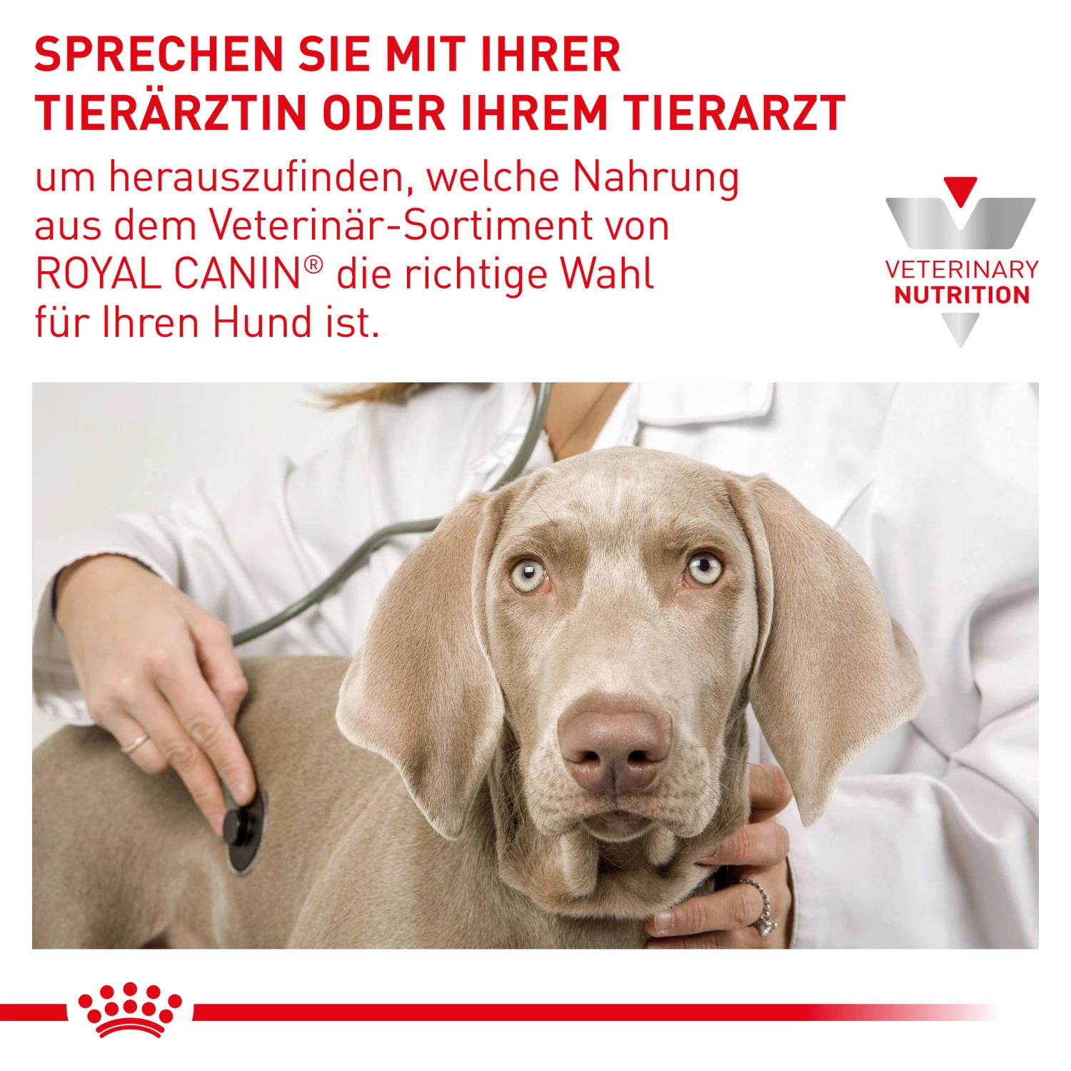 Royal Canin Anallergenic Trockenfutter Hund 8 Royal Canin Anallergenic Trockenfutter Hund – Bild 6