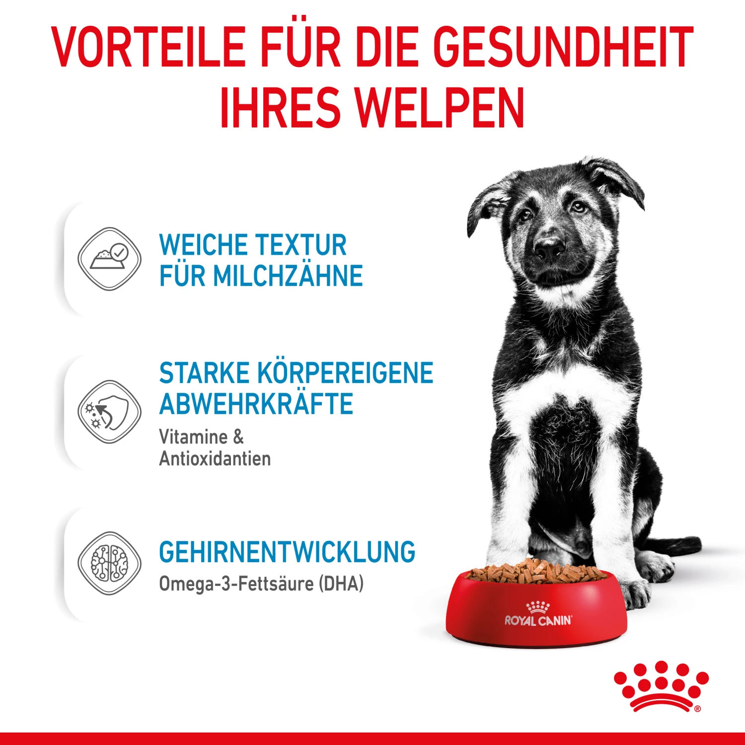 Royal Canin Maxi Puppy Welpenfutter Nass Für Große Hunde 5 Royal Canin Maxi Puppy Welpenfutter Nass Für Große Hunde – Bild 3