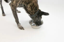 Boehringer Ingelheim Canosan® Pellets 4%ig Das Original -Dechra-verkauf ipd 3880 canosan dsc5612